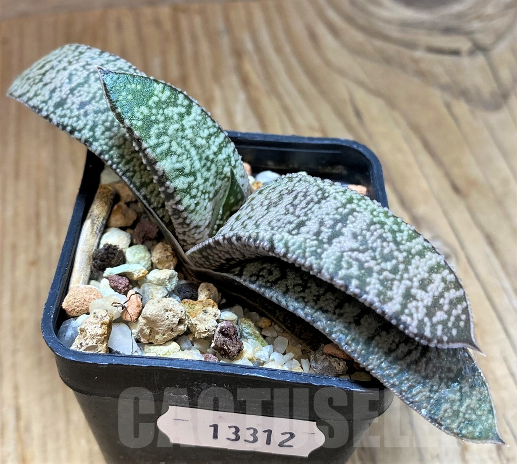 SH13312 Gasteria ellaphieae x baylissiana