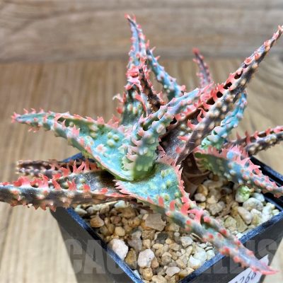 SH13268 Aloe TCT hybrid