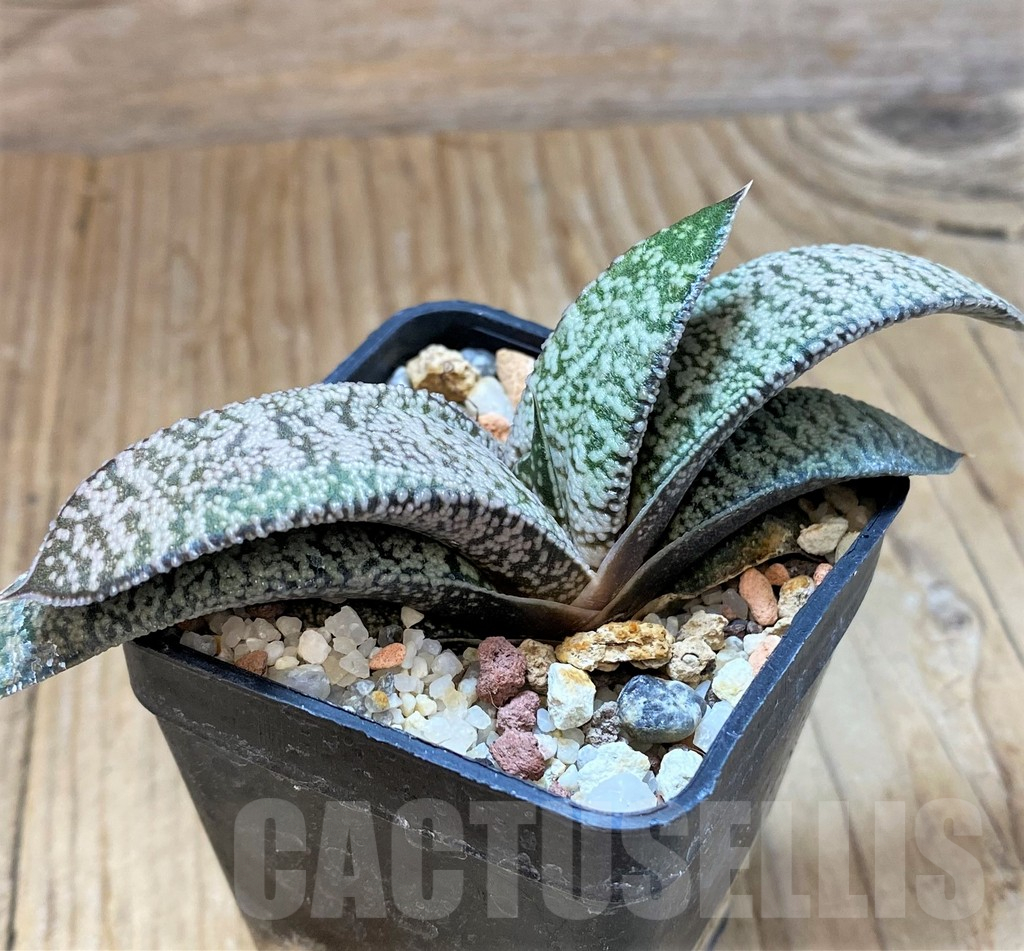 SH13312 Gasteria ellaphieae x baylissiana - Image 2