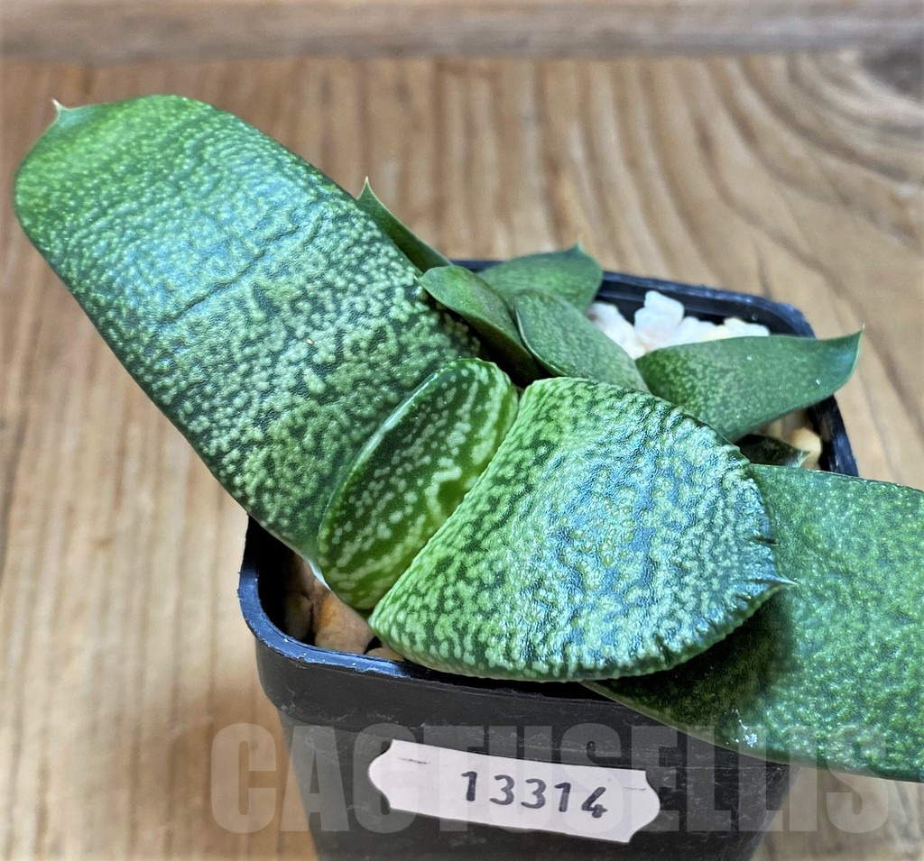 SH13314 Gasteria armstrongii - Image 3