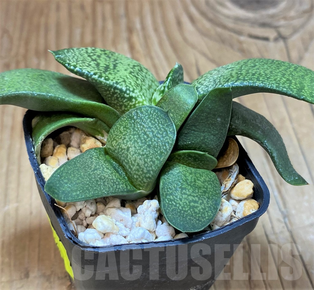 SH13314 Gasteria armstrongii - Image 2