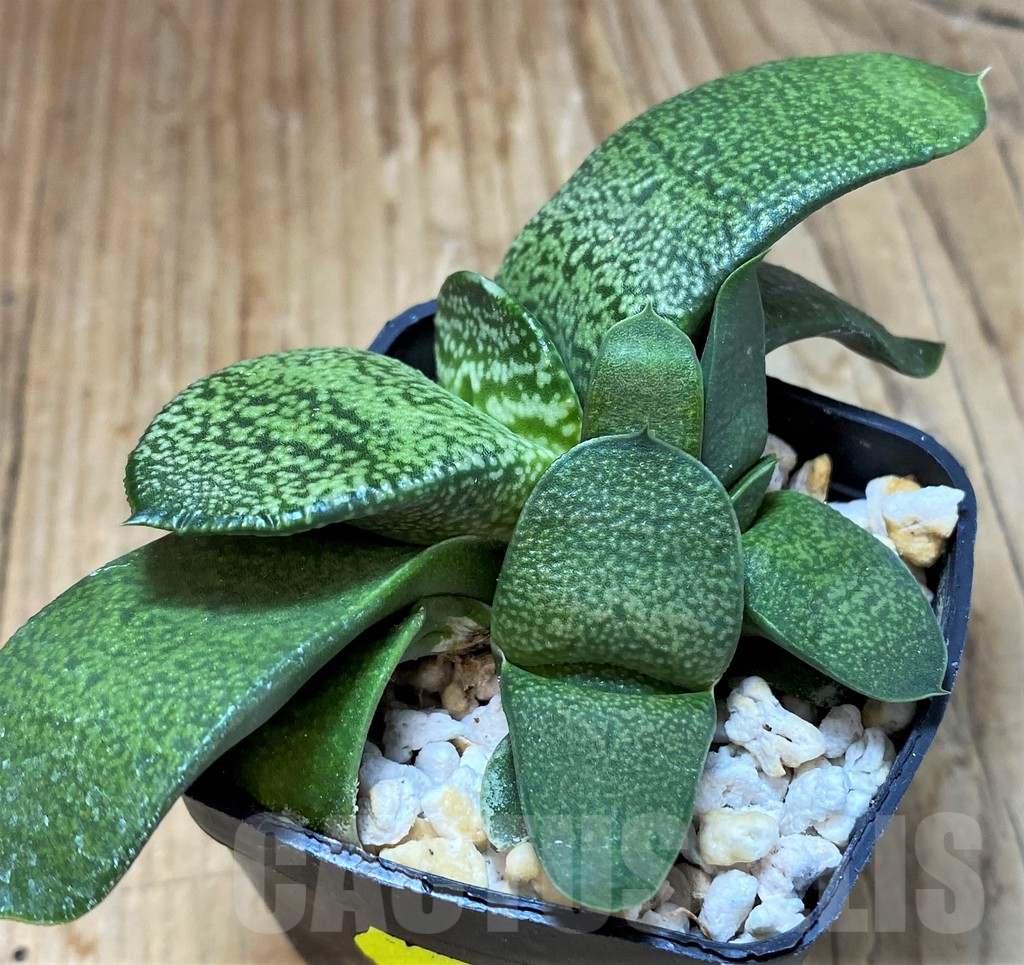 SH13314 Gasteria armstrongii