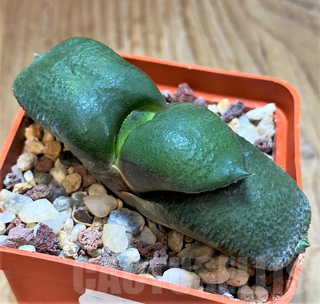 SH13323 Gasteria armstrongii - Image 2