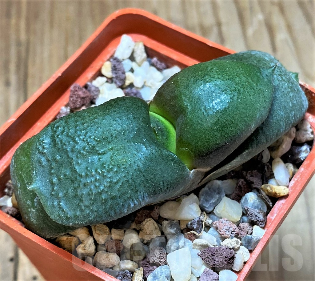 SH13323 Gasteria armstrongii