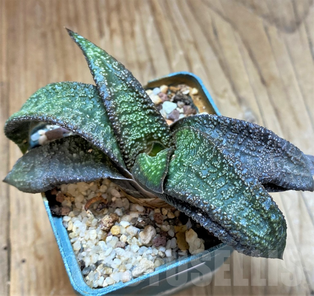 SH13324 Gasteria ellaphieae