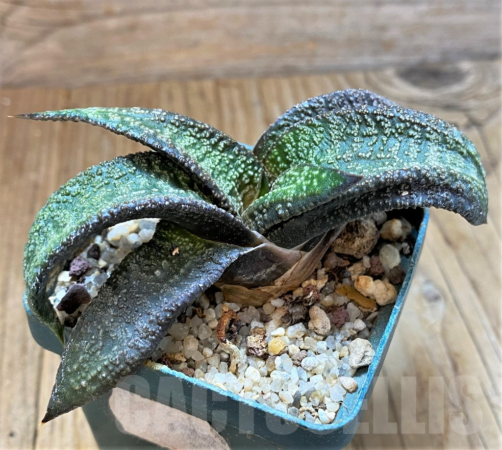 SH13324 Gasteria ellaphieae - Image 2
