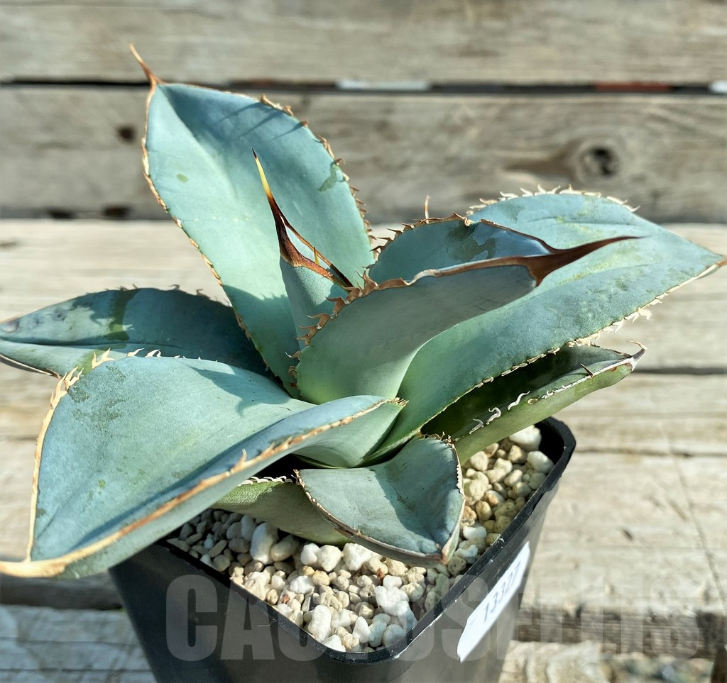 SH13327 Agave titanota 'White ice'