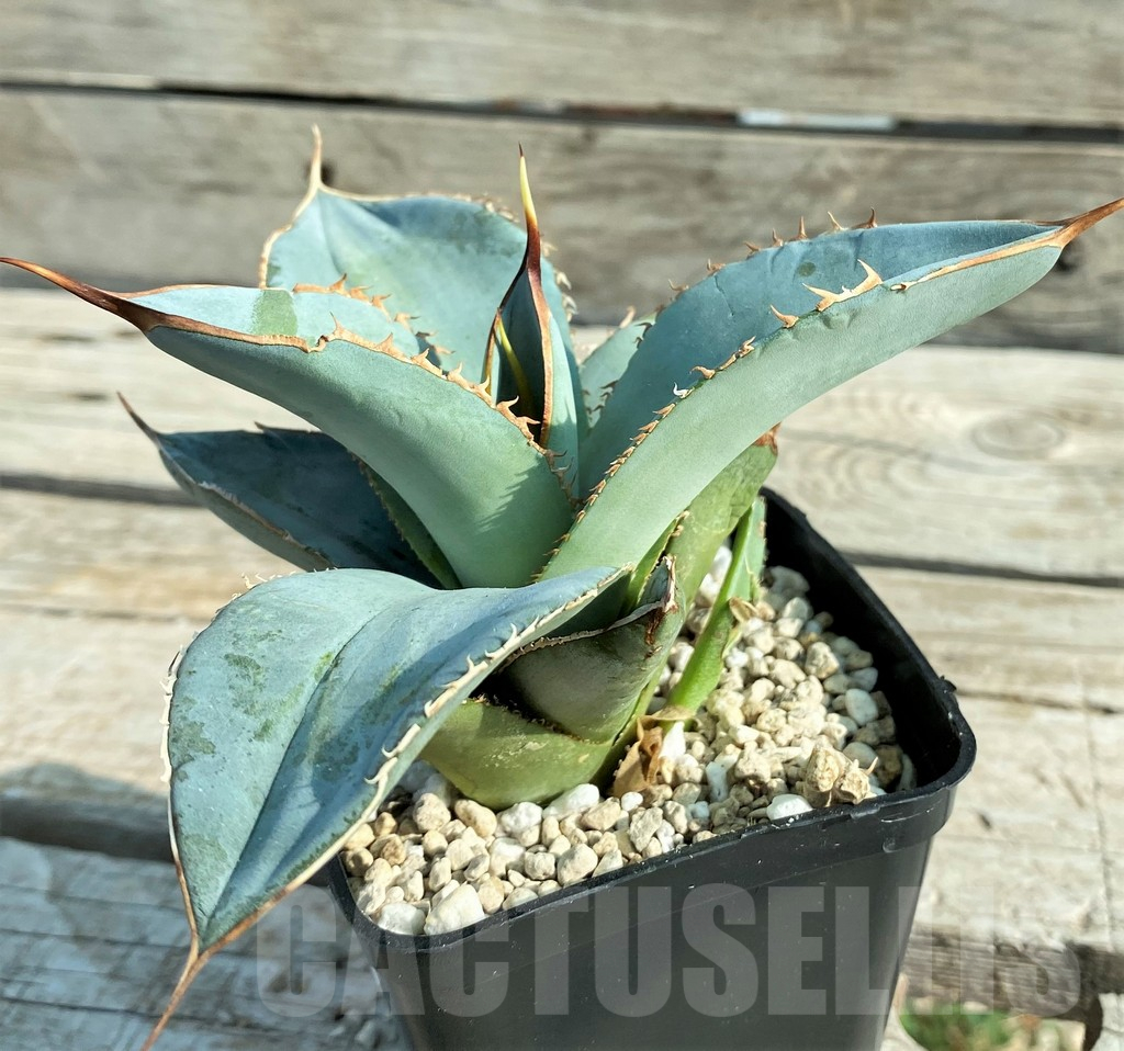 SH13327 Agave titanota 'White ice' - Image 2