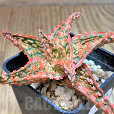 SH13270 Aloe TCT hybrid