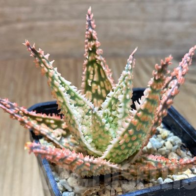 SH13271 Aloe TCT hybrid