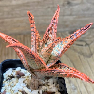 SH13272 Aloe TCT hybrid