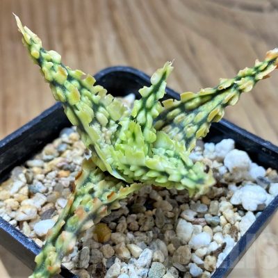 SH13277 Aloe TCT hybrid