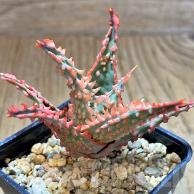 SH13278 Aloe TCT hybrid
