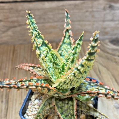 SH13282 Aloe TCT hybrid