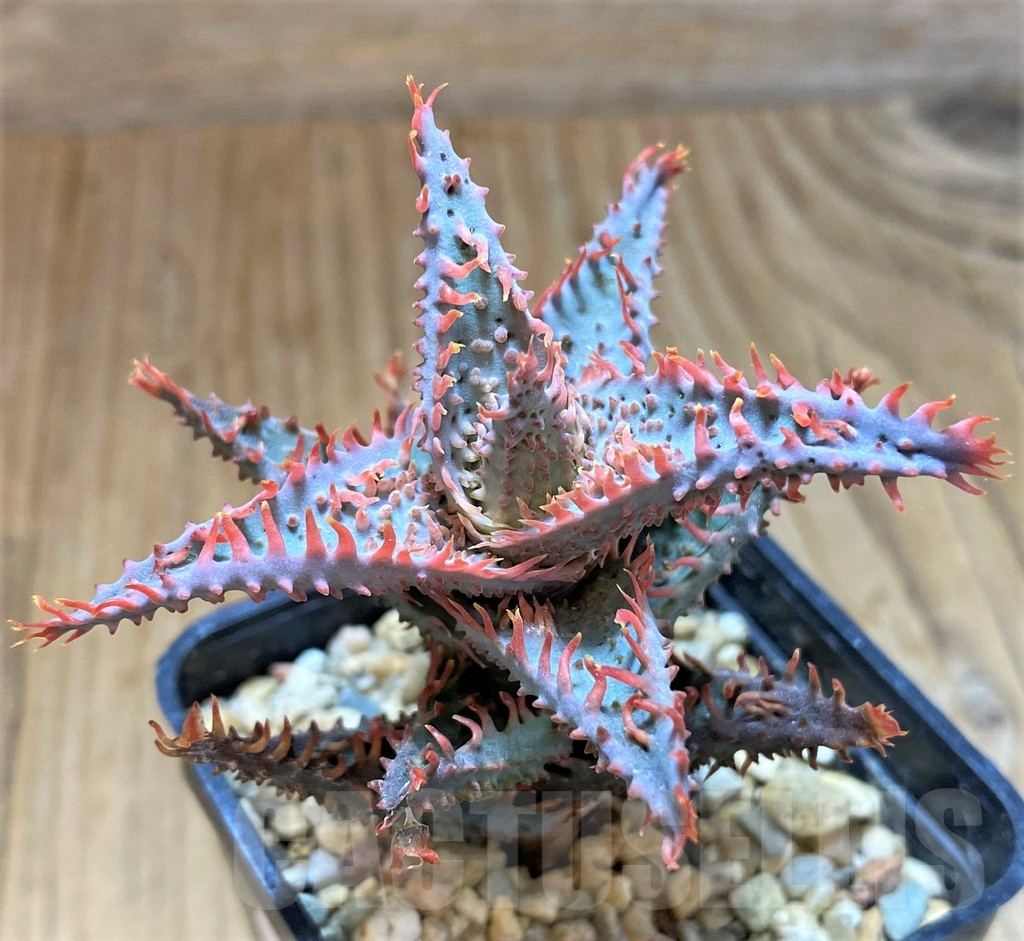 SH13283 Aloe TCT hybrid - Image 2