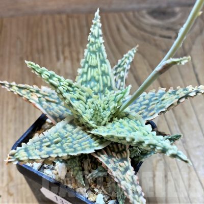 SH13288 Aloe TCT hybrid