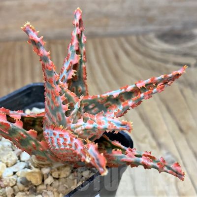 SH13290 Aloe TCT hybrid