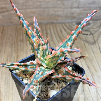 SH13291 Aloe TCT hybrid