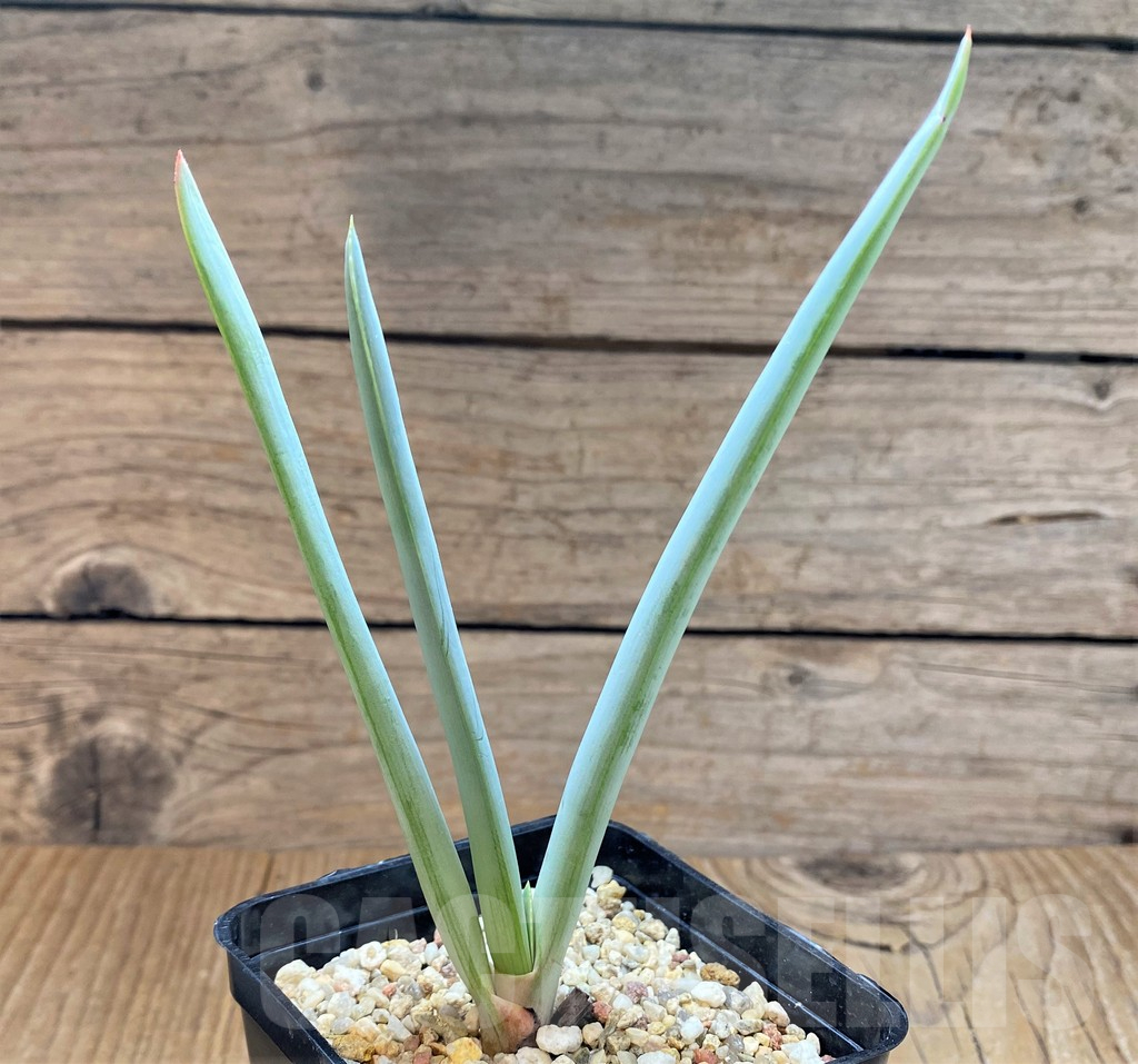 SH13294 Aloe plicatilis - Image 2