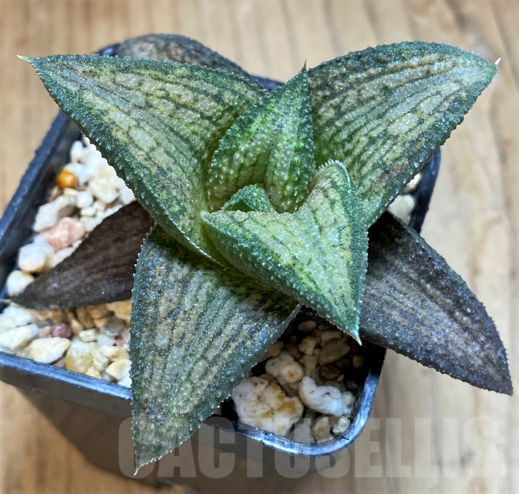 SH1722 Haworthia koelmaniorum T2