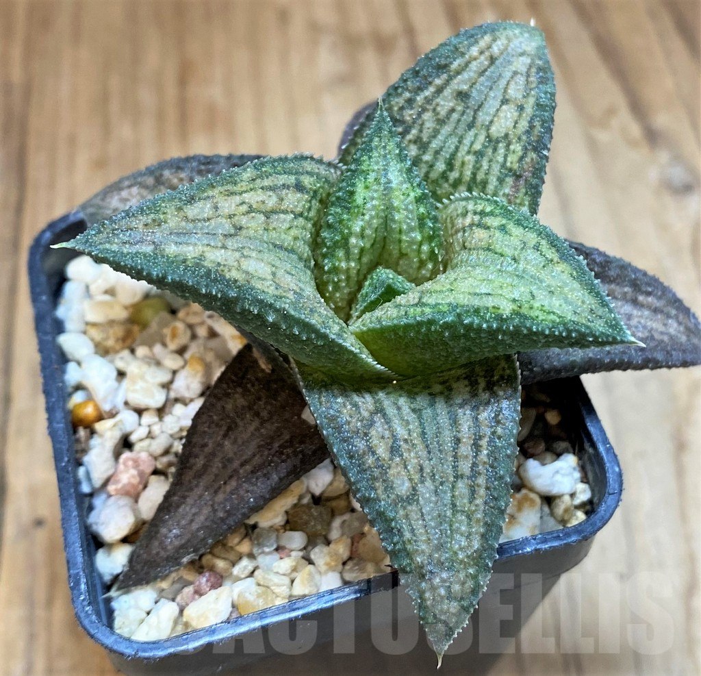 SH1722 Haworthia koelmaniorum T2 - Image 2