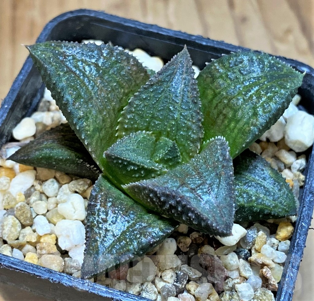 SH1696 Haworthia 'Black Pearl' - Image 2