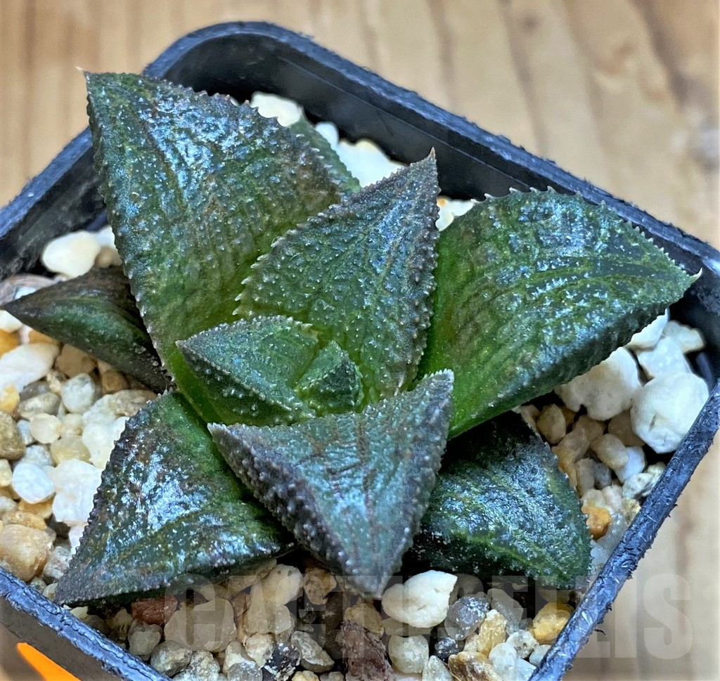 SH1696 Haworthia 'Black Pearl'