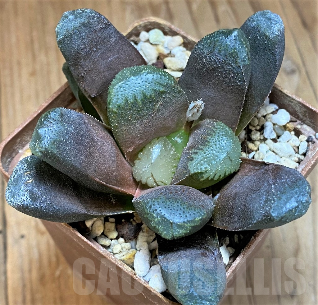 SH13603 Haworthia maughanii hybrid - Image 2
