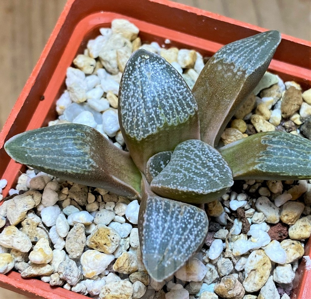 SH13605 Haworthia pygmaea v. argenteo-maculosa - Image 2