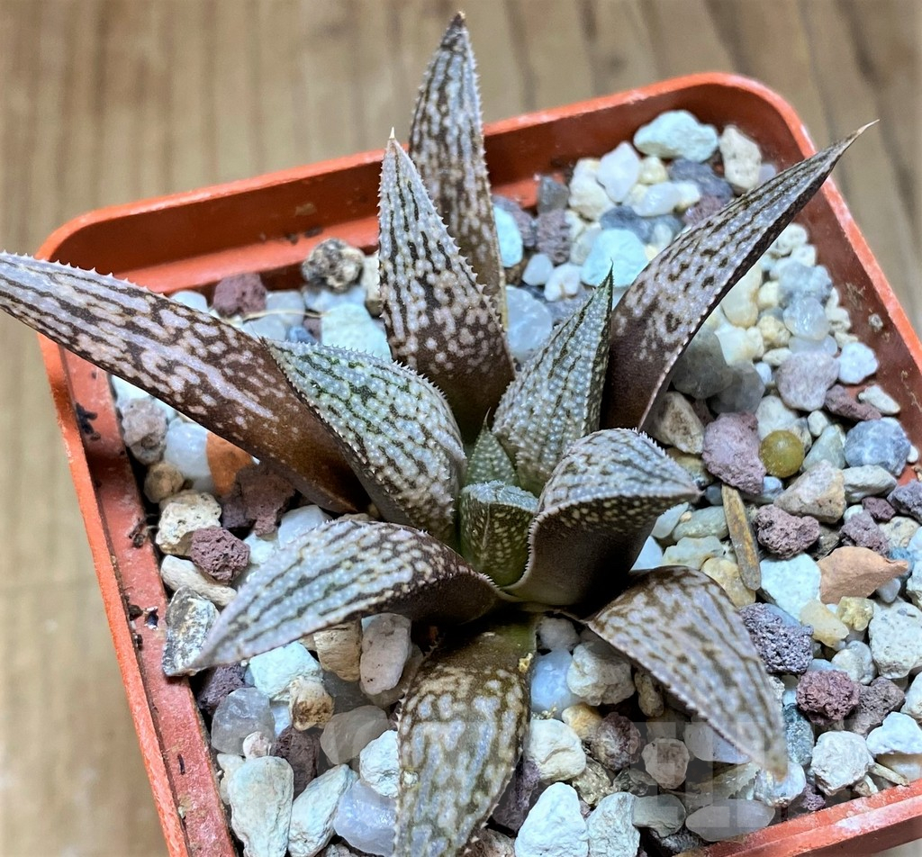 SH13606 Haworthia 'Metallica' x splendens - Image 2