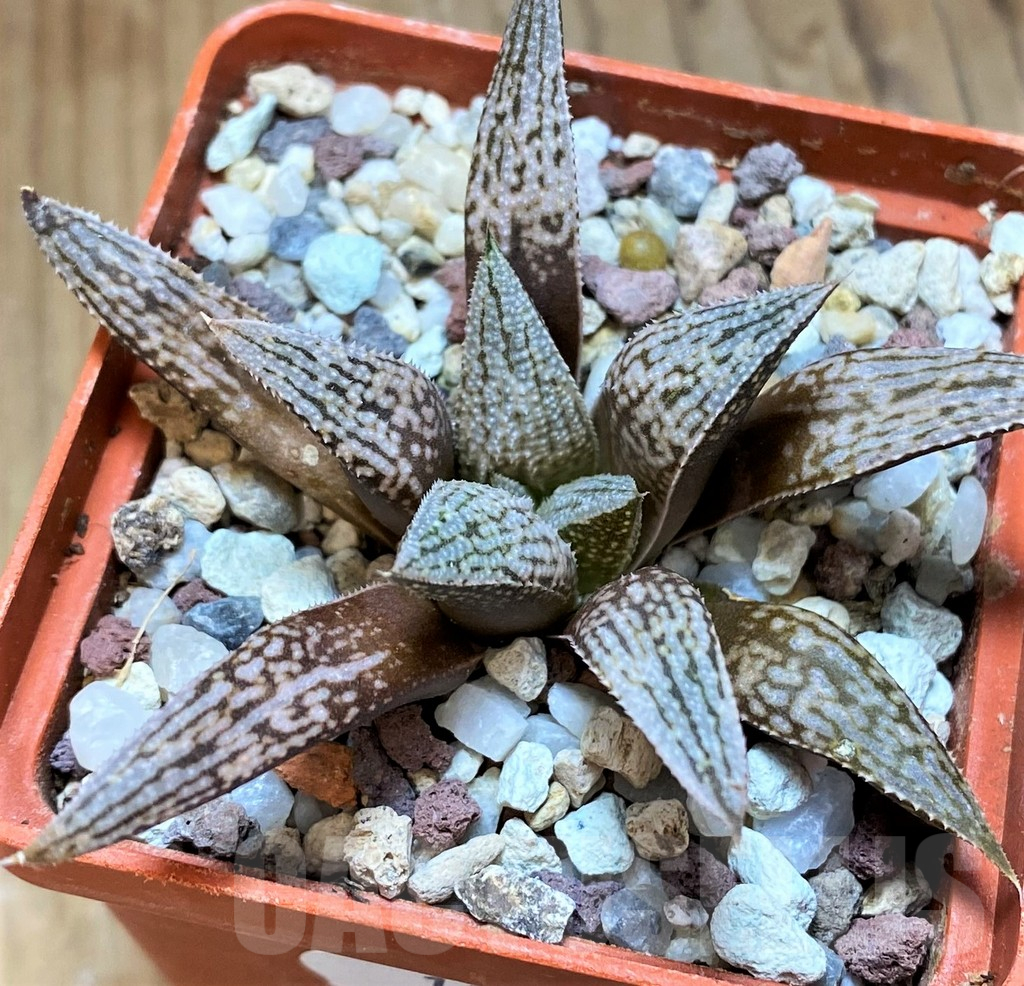 SH13606 Haworthia 'Metallica' x splendens