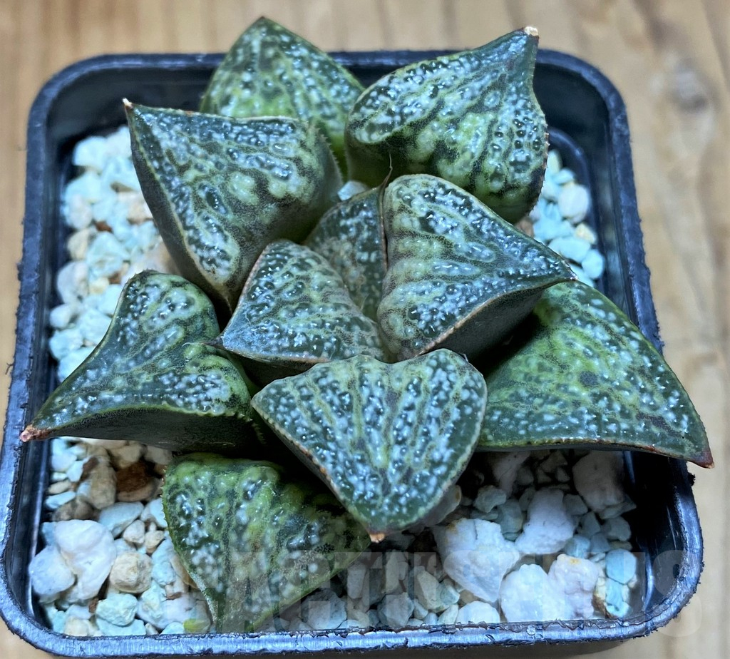 SH13576 Haworthia splendens ‘Hana Aoi’ - Image 2