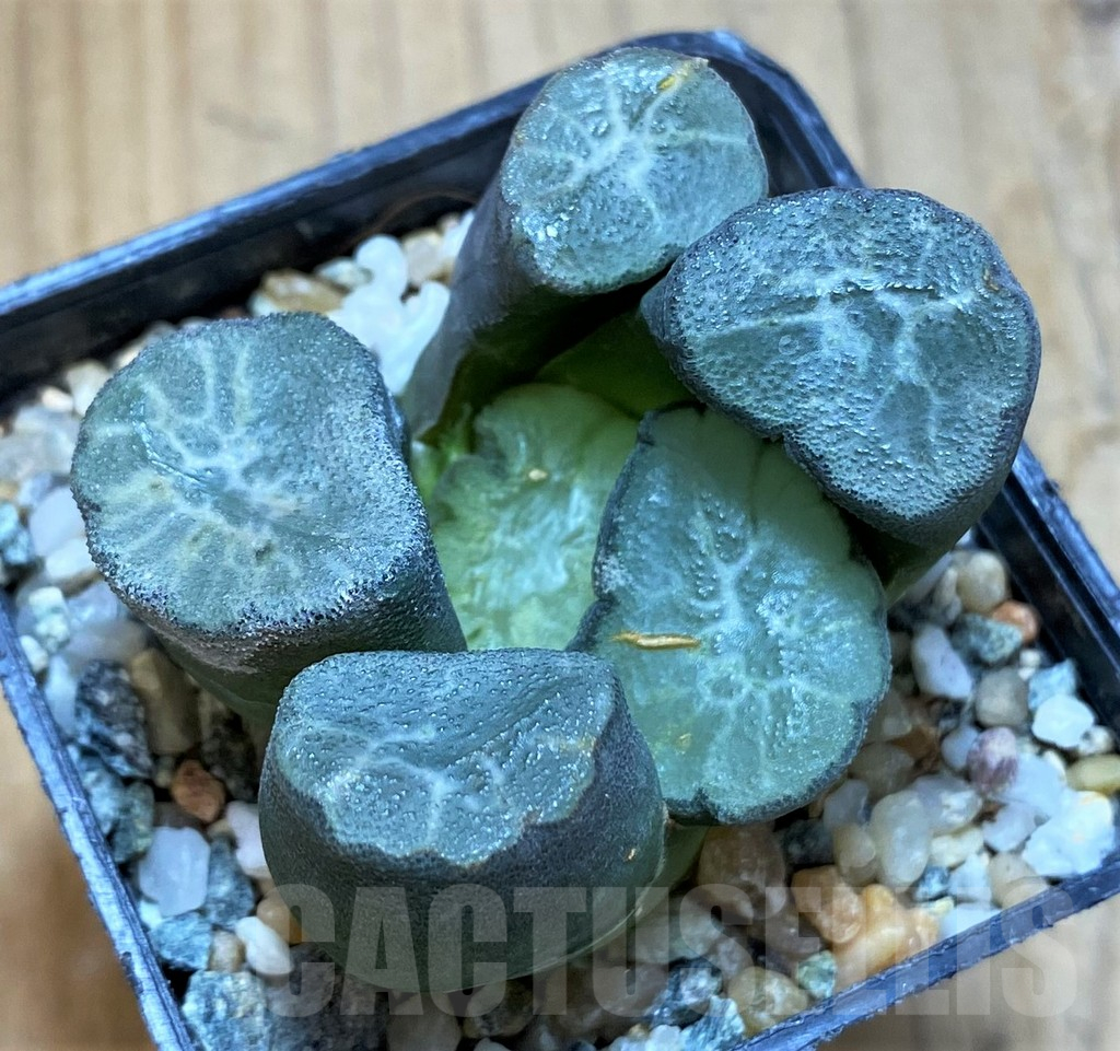 SH13578 Haworthia maughanii ‘Hagoromo’ - Image 2