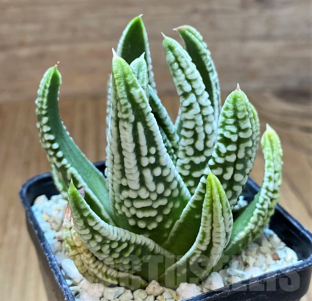 SH13579 Haworthia pumila ‘Emperor’ - Image 2