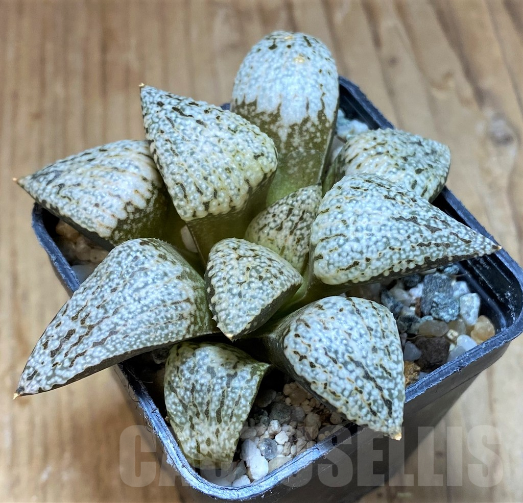 SH13581 Haworthia picta ‘White Magic’