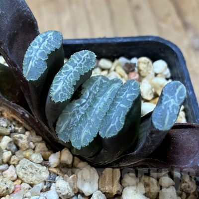SH13583 Haworthia truncata -Japan-