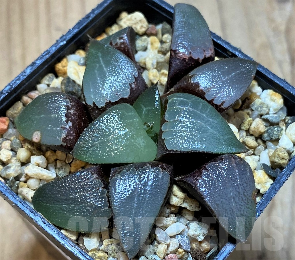 SH13586 Haworthia bayeri x splendens