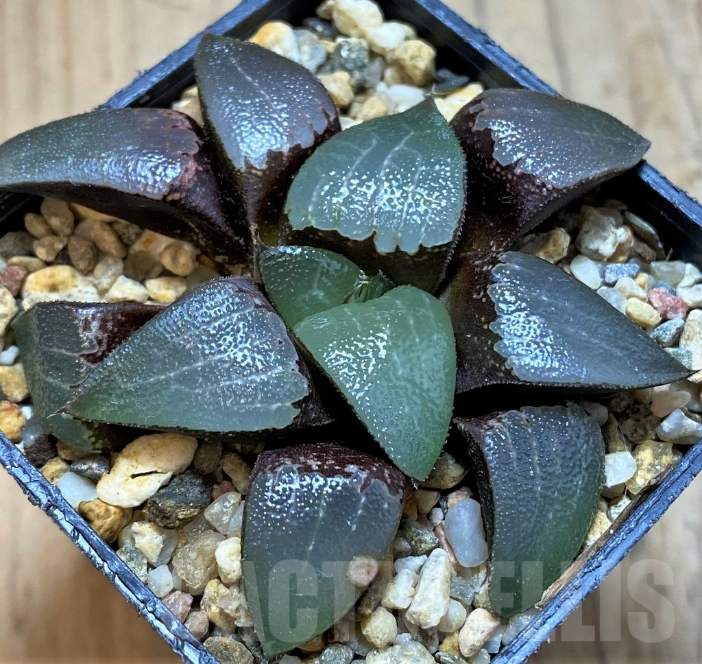 SH13586 Haworthia bayeri x splendens - Image 2