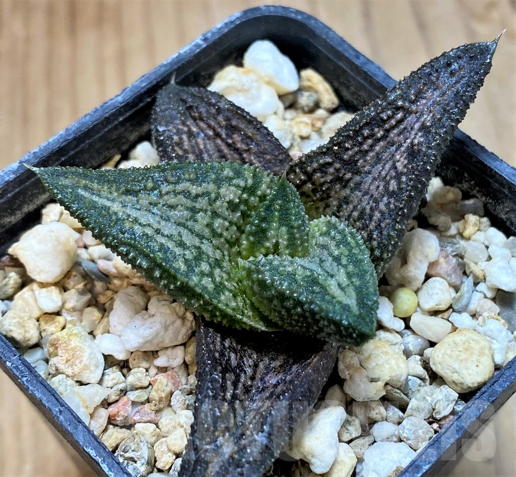 SH13589 Haworthia 'Kintaikyo' - Image 2