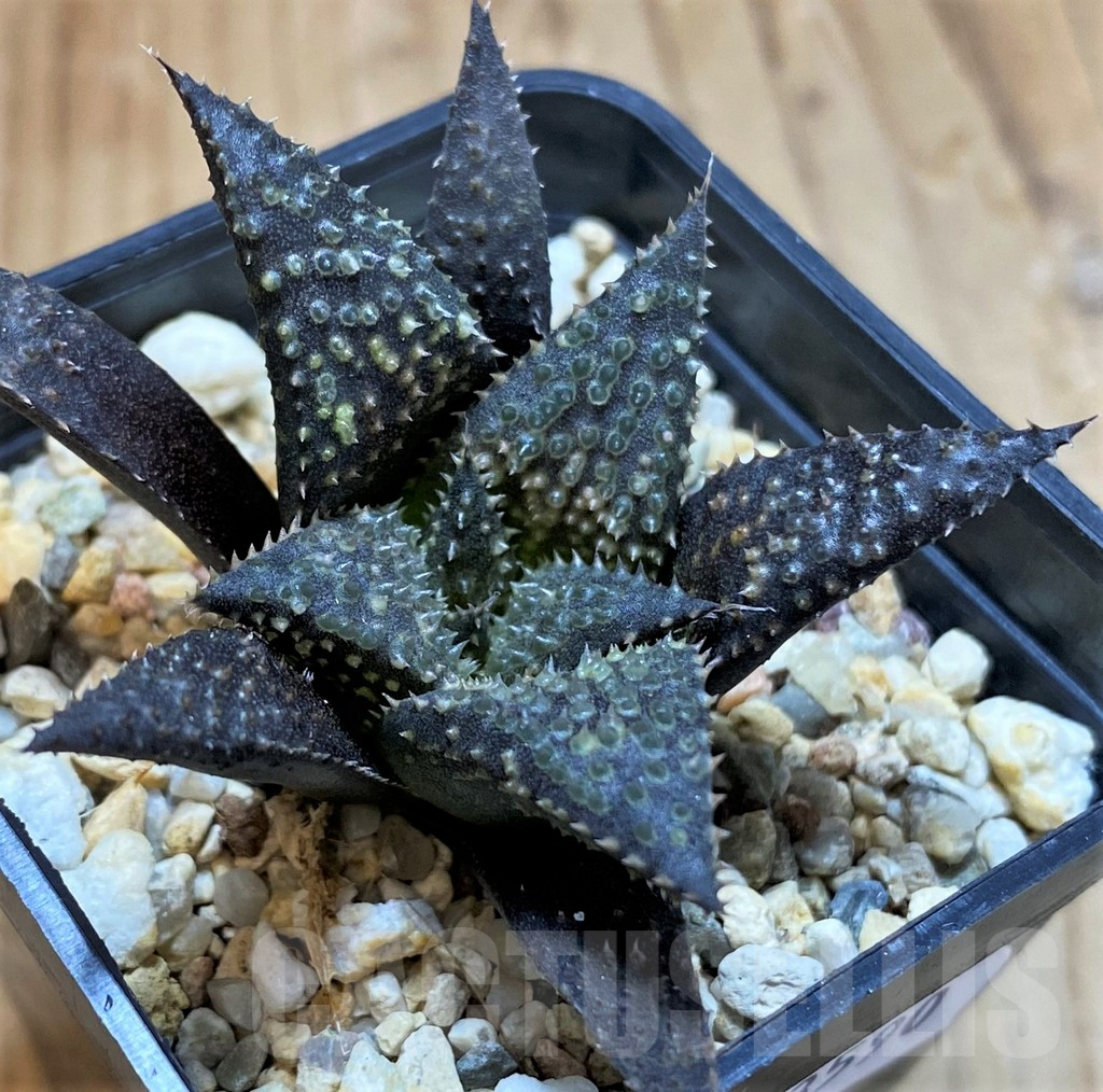 SH13590 Haworthia wimii x koelmaniorum - Image 2