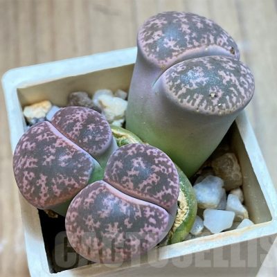 SH13654 Lithops lesliei f. grey C009, SH1740