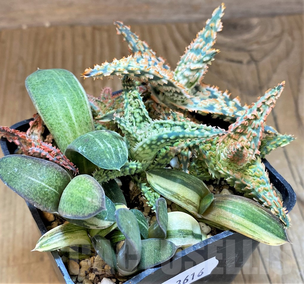 SH13616 Aloe TCT hybrid, Gasteria mix - Image 2