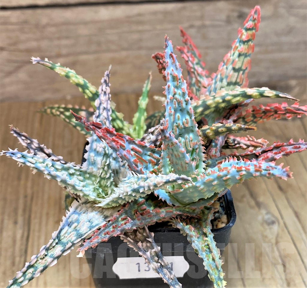 SH13611 Aloe TCT hybrid mix - Image 2
