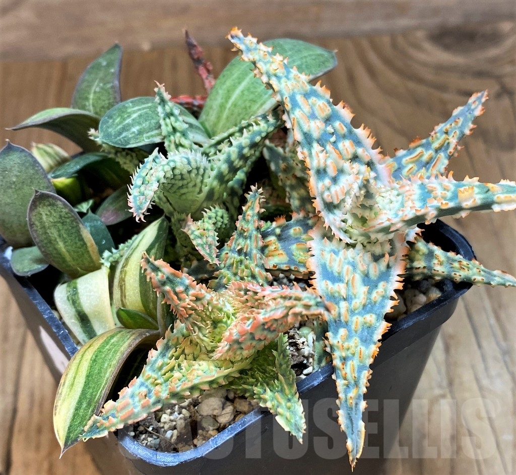 SH13616 Aloe TCT hybrid, Gasteria mix - Image 3
