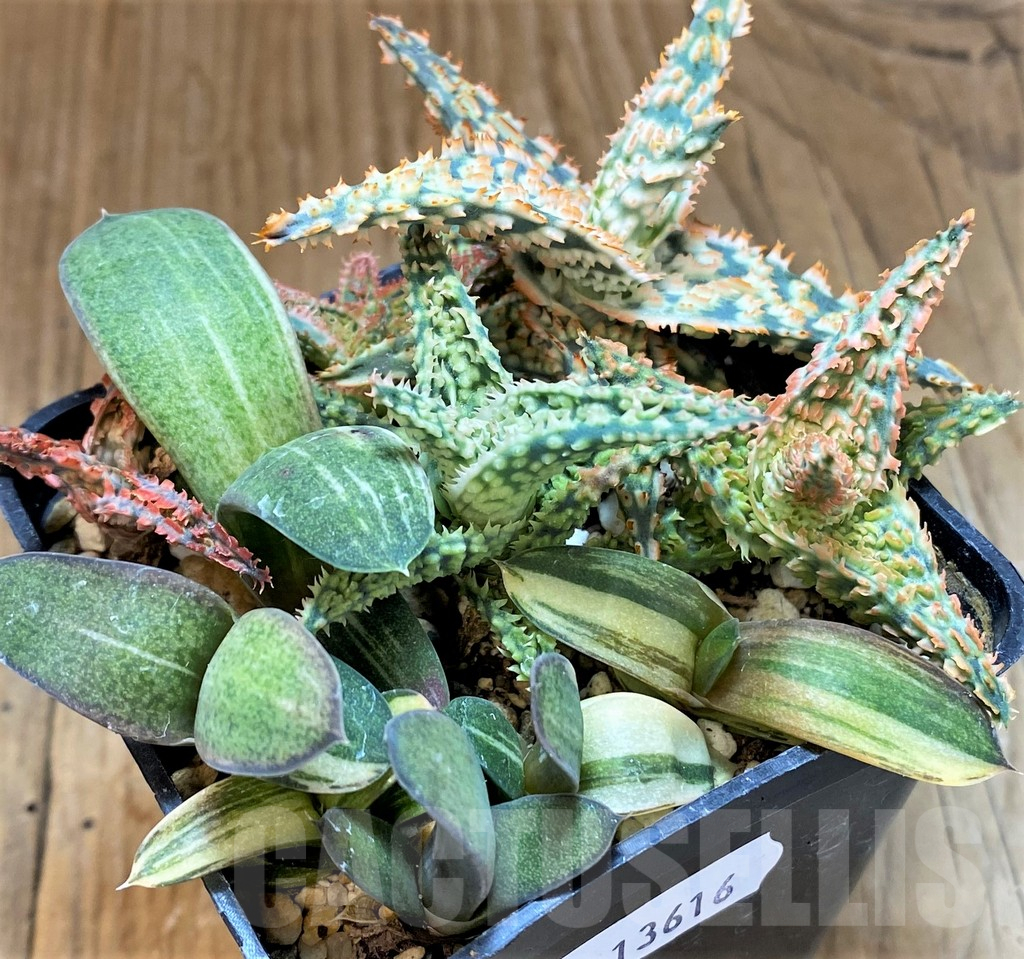 SH13616 Aloe TCT hybrid, Gasteria mix