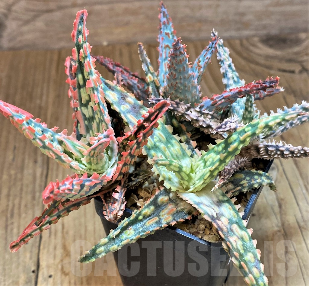 SH13611 Aloe TCT hybrid mix