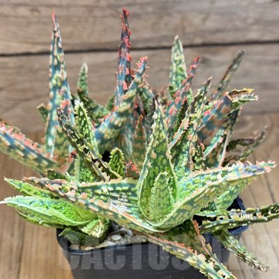 SH13619 Aloe TCT hybrid mix