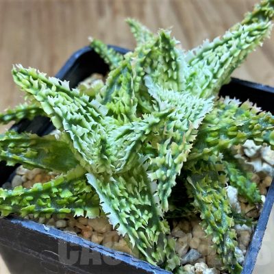 SH13623 Aloe TCT hybrid