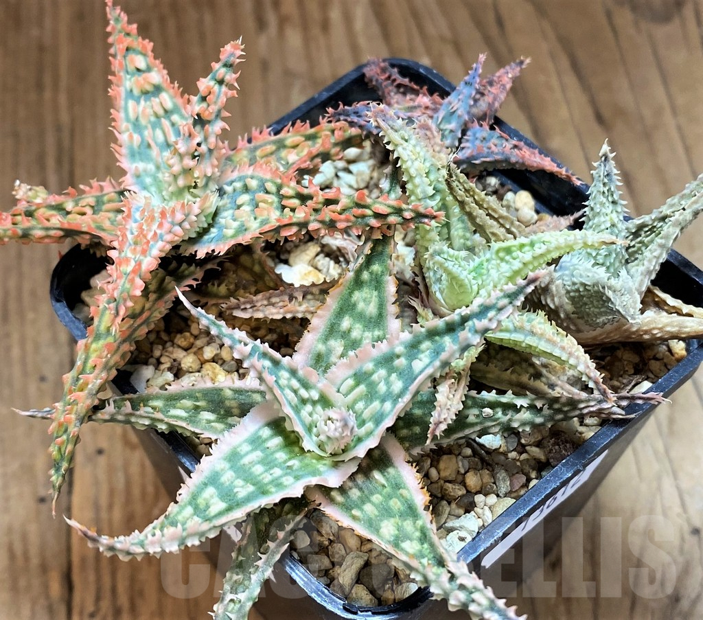 SH13612 Aloe TCT hybrid mix - Image 2