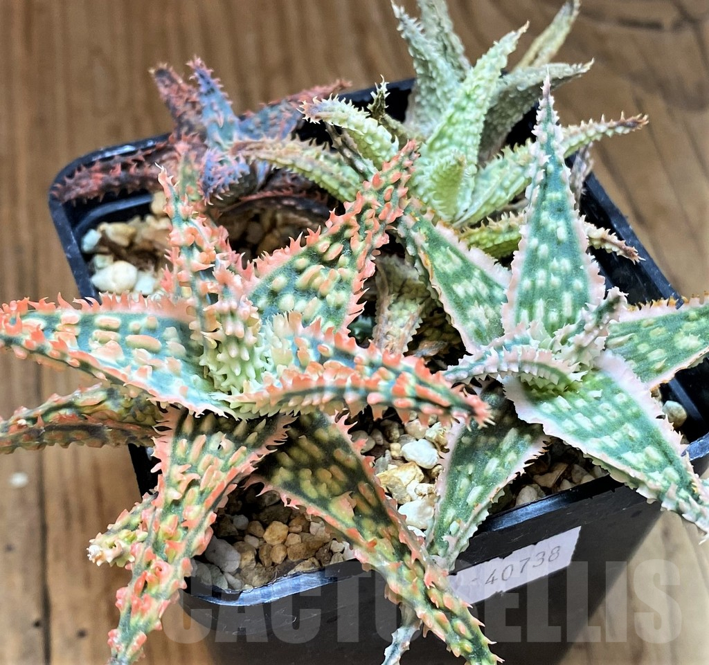 SH13612 Aloe TCT hybrid mix